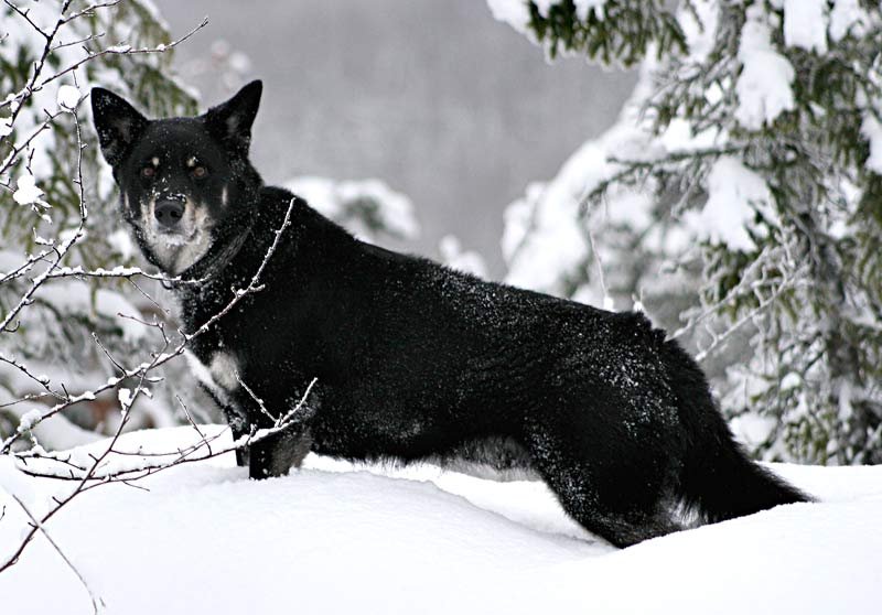 Lapponian Herder - Herding breed known for being Calm and Energetic
