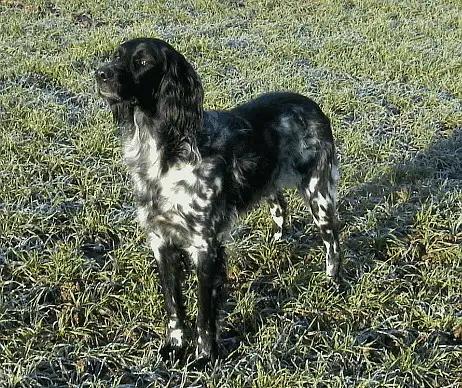 Large Munsterlander, a 87% match to German Spaniel