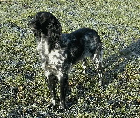 Large Munsterlander - Gundog breed known for being Affectionate and Energetic