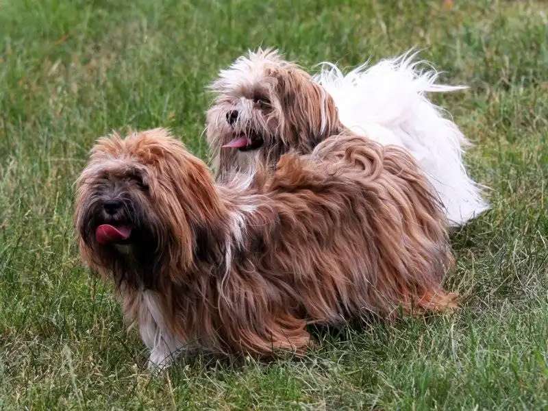Lhasa Apso photo thumbnail 2