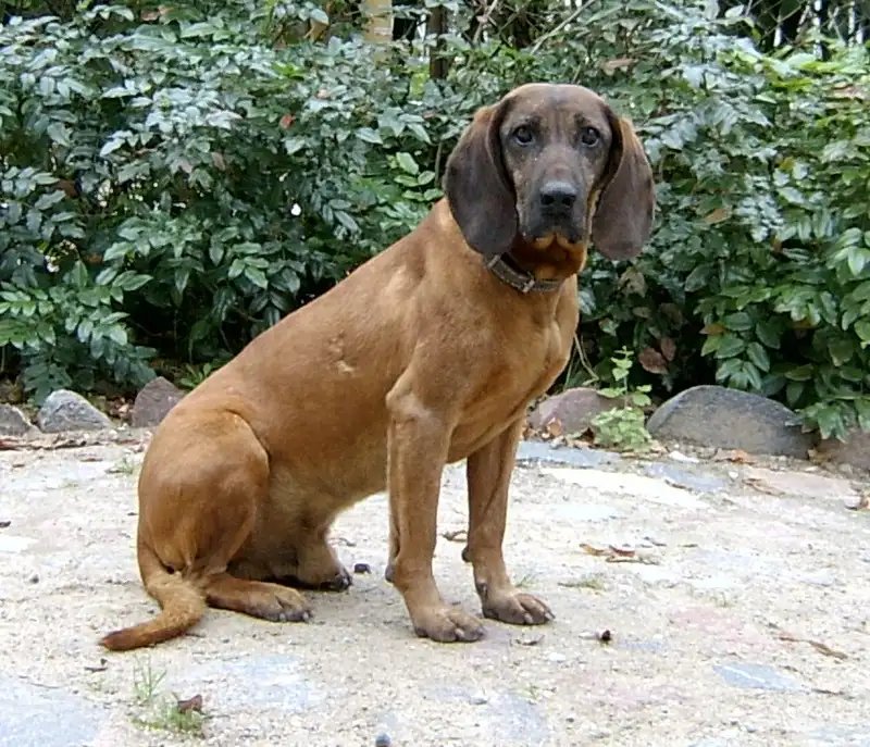 Limer - Sporting breed known for being Affectionate and Energetic