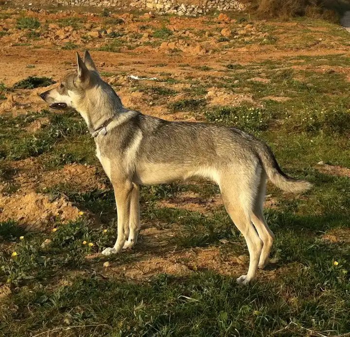 Lobito Herreno - Working breed known for being Agile and Courageous