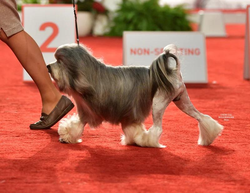 Lowchen, a 87% match to Biewer Terrier