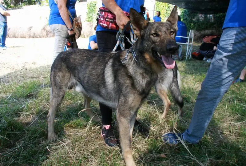 Lupo Italiano - Hound breed known for being Affectionate and Energetic