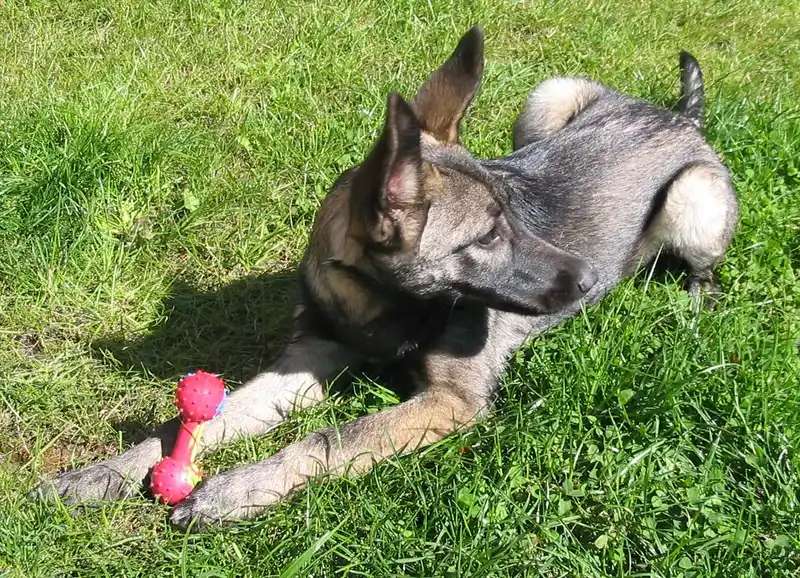 Lupo Italiano photo thumbnail 2