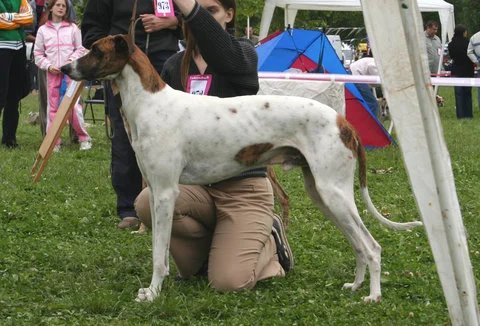 Magyar Agar - Hound breed known for being Affectionate and Enduring