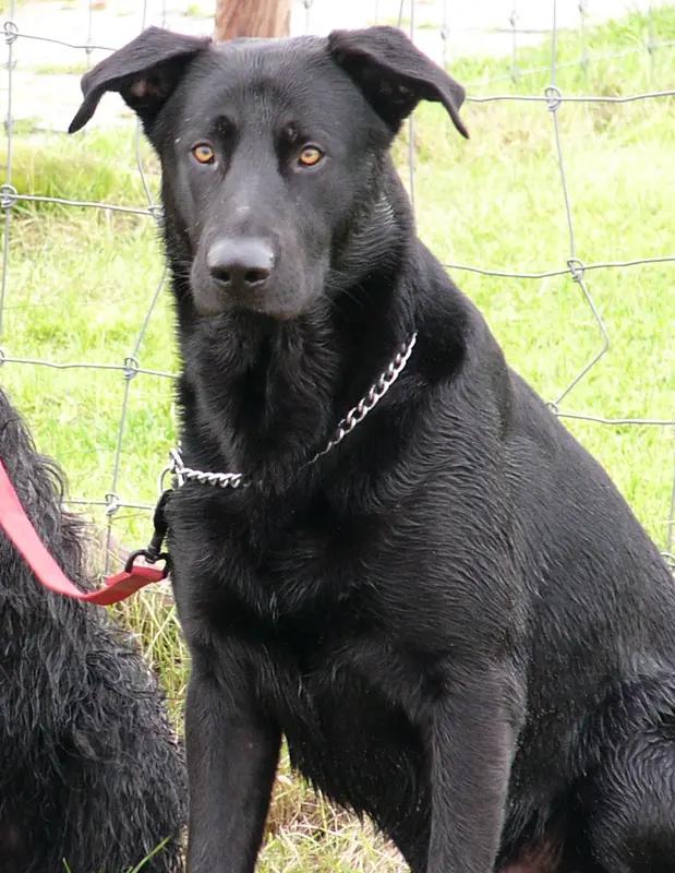 Majorca Shepherd Dog, a 86% match to Australian Kelpie