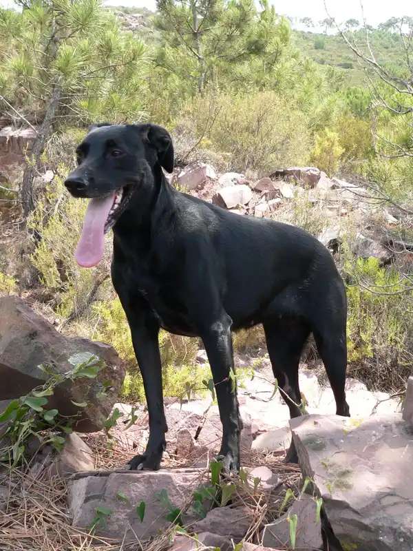 Majorca Shepherd Dog photo thumbnail 2