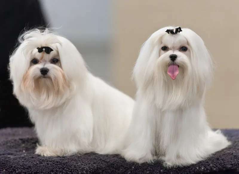Maltese photo thumbnail 2