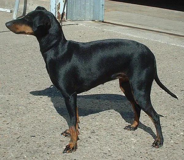 Manchester Terrier, a 87% match to Plummer Terrier