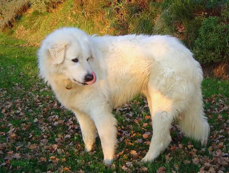 Maremmano-Abruzzese Sheepdog, a 89% match to Central Asian Shepherd Dog