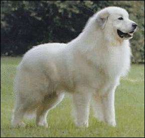 Maremmano-Abruzzese Sheepdog photo thumbnail 3