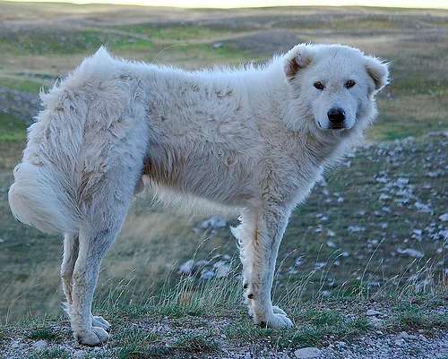 Maremmano-Abruzzese Sheepdog photo thumbnail 4