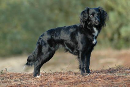 Markiesje - Terrier breed known for being Affectionate and Alert