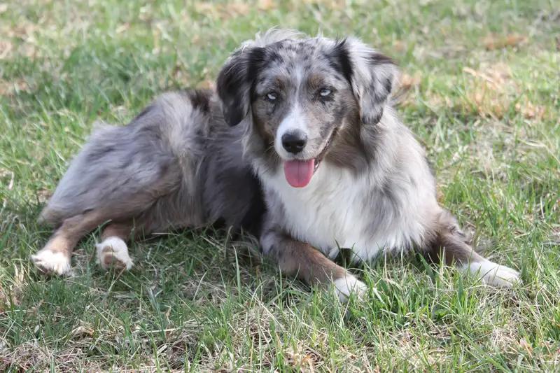 Miniature American Shepherd, a 87% match to Norwegian Buhund