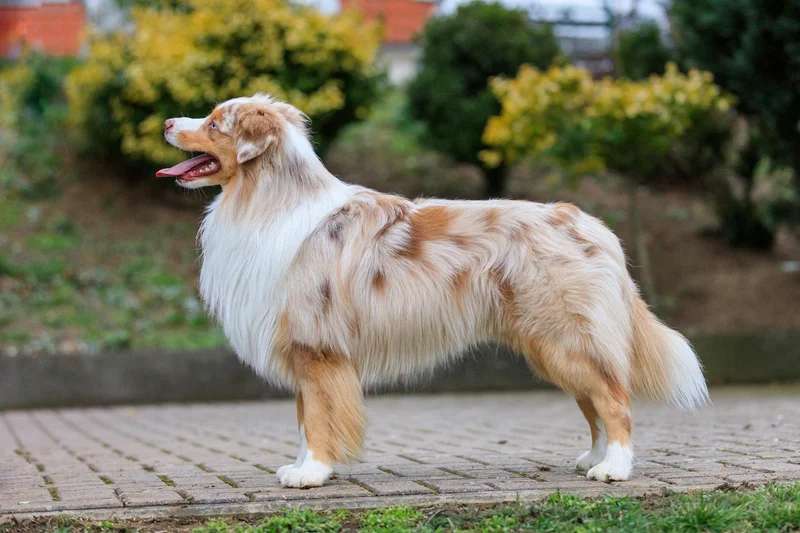 Miniature American Shepherd photo thumbnail 2
