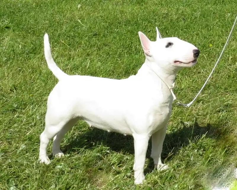 Miniature Bull Terrier, a 83% match to Toy Manchester Terrier