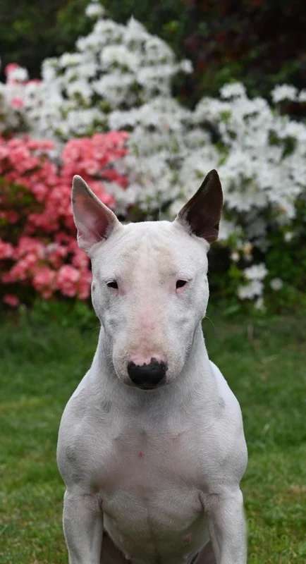 Miniature Bull Terrier photo thumbnail 4