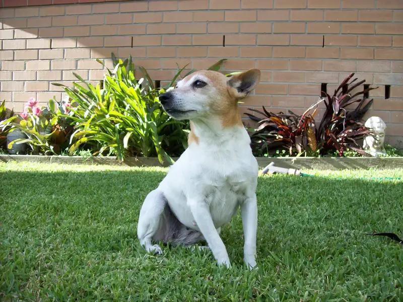 Miniature Fox Terrier, a 87% match to Smooth Fox Terrier