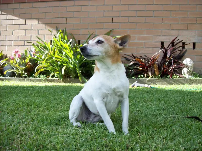 Miniature Fox Terrier - Terrier breed known for being Confident and Energetic