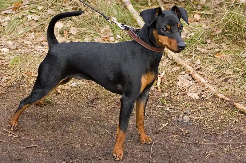 Miniature Pinscher - Toy breed known for being Alert and Energetic