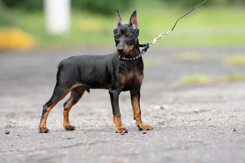 Miniature Pinscher photo thumbnail 4