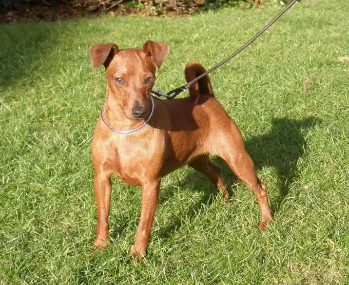 Miniature Pinscher photo thumbnail 5