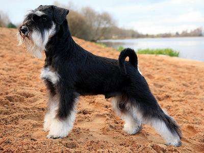Miniature Schnauzer photo thumbnail 1