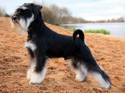 Miniature Schnauzer - Terrier dog breed