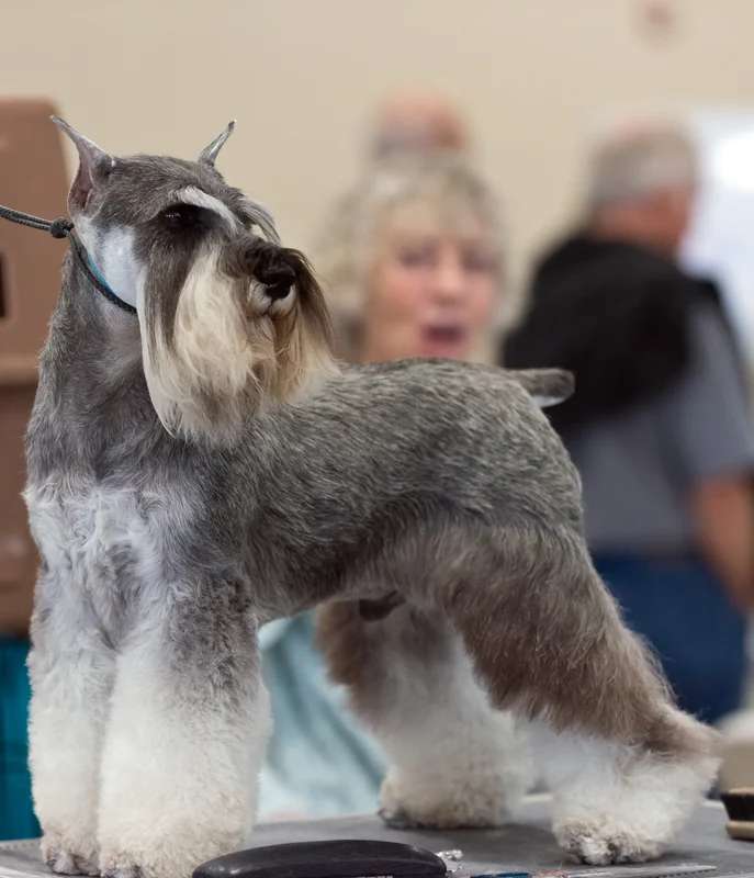 Miniature Schnauzer photo thumbnail 3