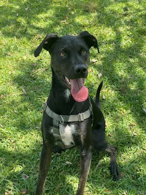 Mongrel photo thumbnail 1