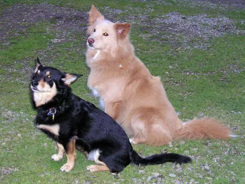 Mongrel photo thumbnail 2