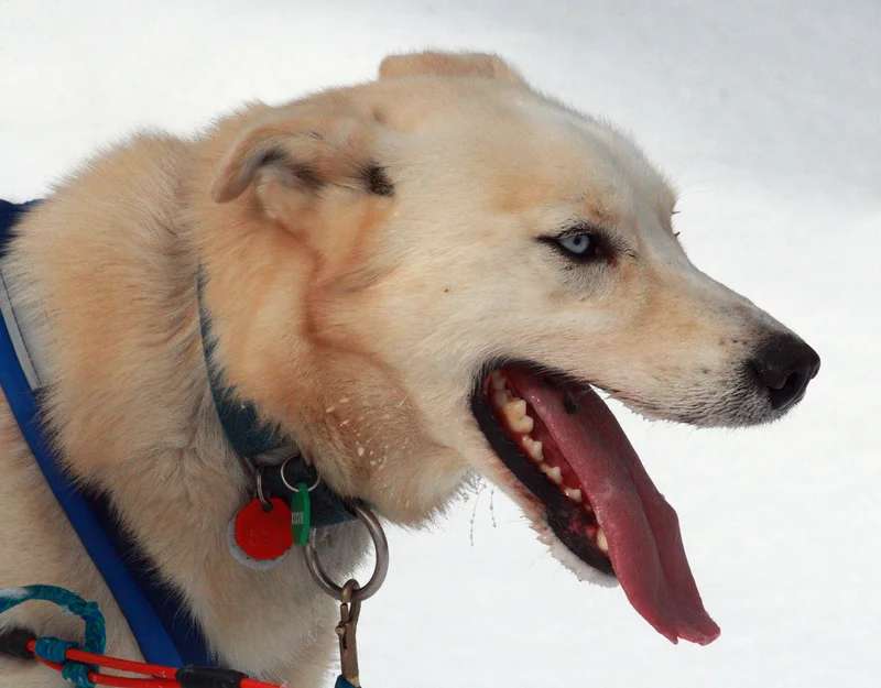 Mongrel photo thumbnail 3