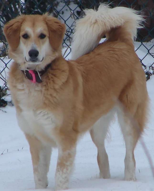 Mongrel photo thumbnail 4