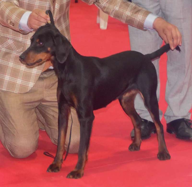 Montenegrin Mountain Hound photo thumbnail 1