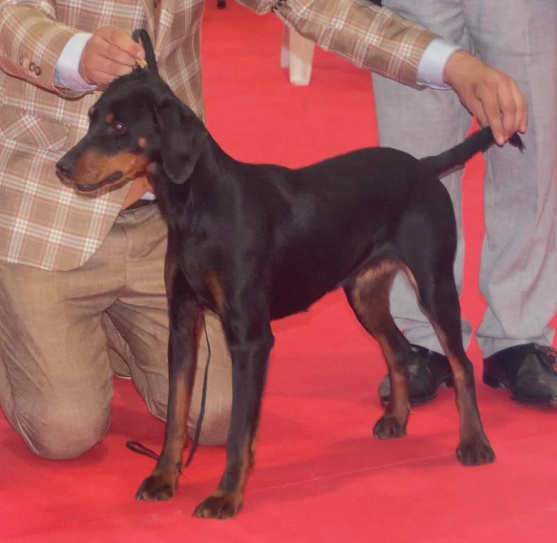 Montenegrin Mountain Hound, a 87% match to Rajapalayam