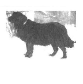 Moscow Water Dog - Working breed known for being Independent and Intelligent