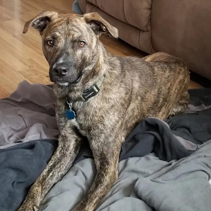 Mountain Cur, a 90% match to Ariegeois