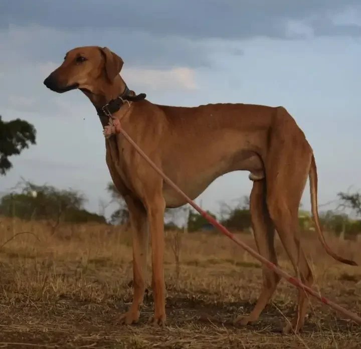 Mudhol Hound - Sighthound breed known for being Alert and Courageous