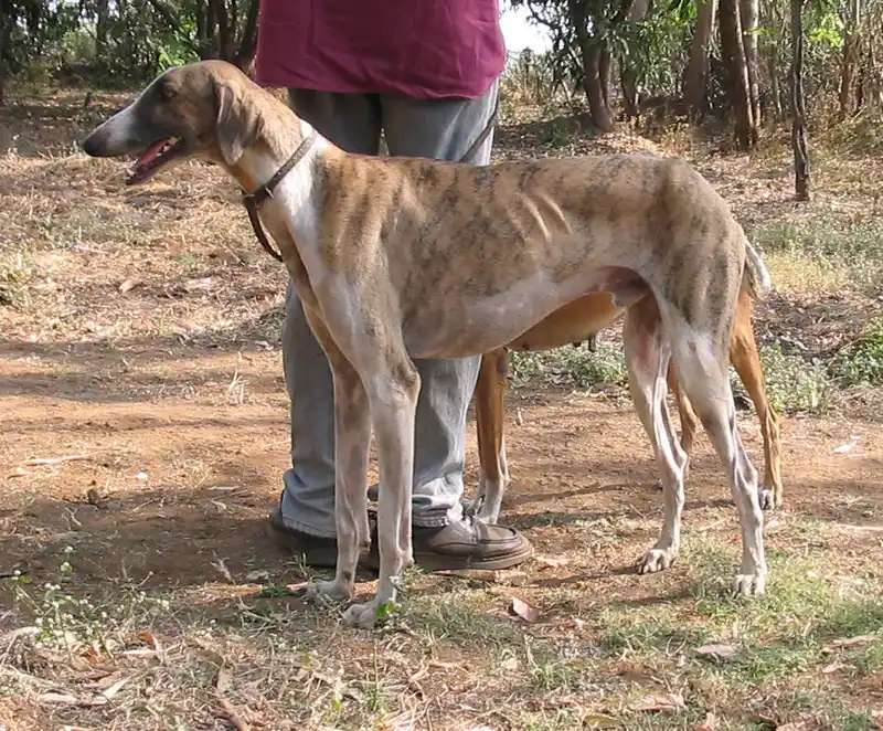 Mudhol Hound photo thumbnail 2