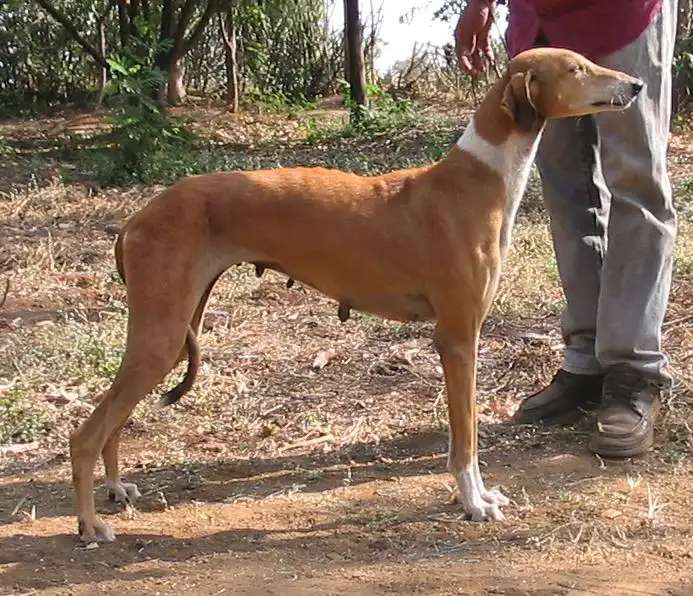 Mudhol Hound photo thumbnail 3