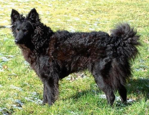 Mudi - Herding breed known for being Alert and Energetic