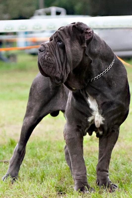 Neapolitan Mastiff, a 79% match to Bullmastiff