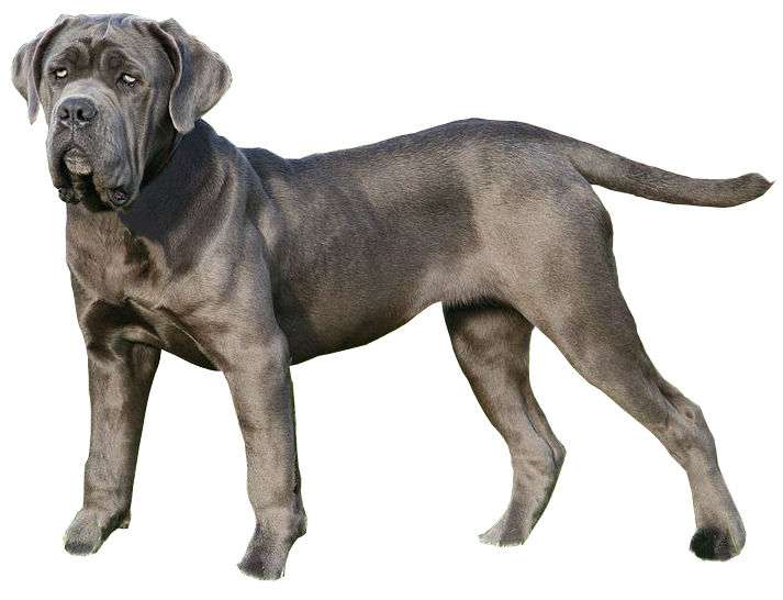 Neapolitan Mastiff photo thumbnail 3