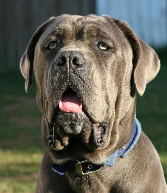 Neapolitan Mastiff photo thumbnail 5