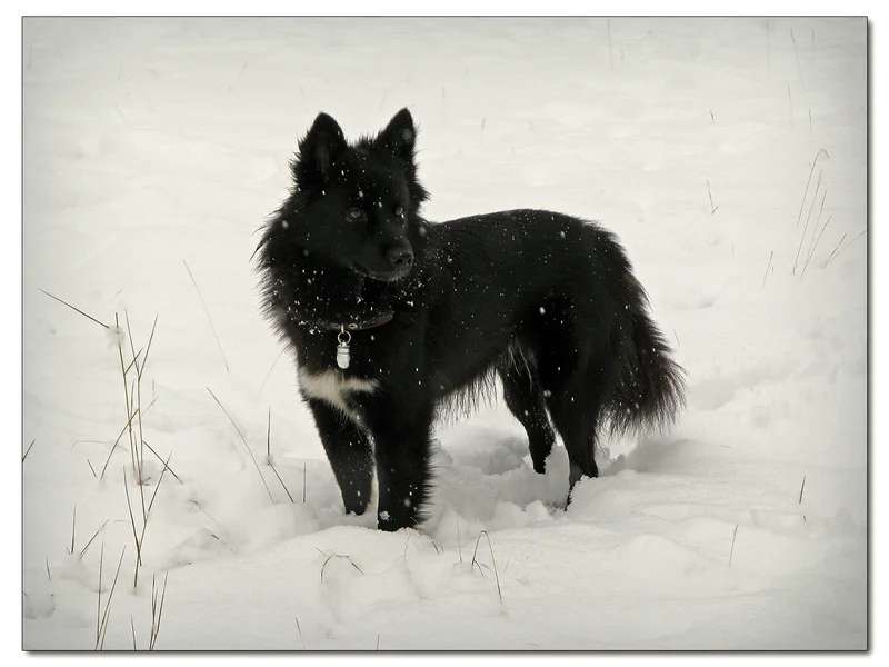 Nenets Herding Laika photo thumbnail 1