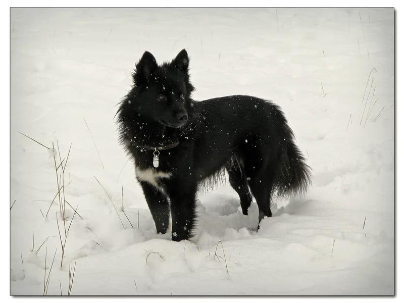 Nenets Herding Laika, a 88% match to Tahltan Bear Dog