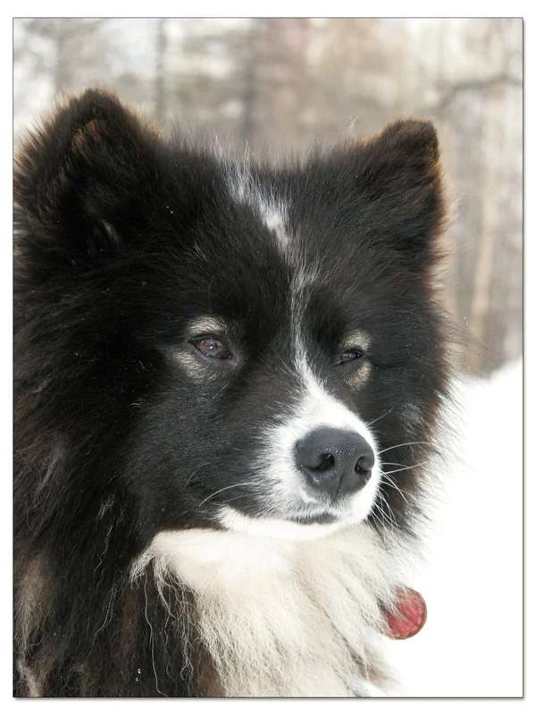 Nenets Herding Laika photo thumbnail 2