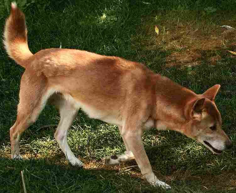 New Guinea Singing Dog - Primitive breed known for being Curious and Energetic