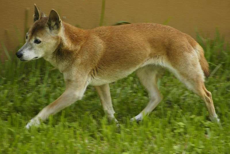 New Guinea Singing Dog photo thumbnail 2